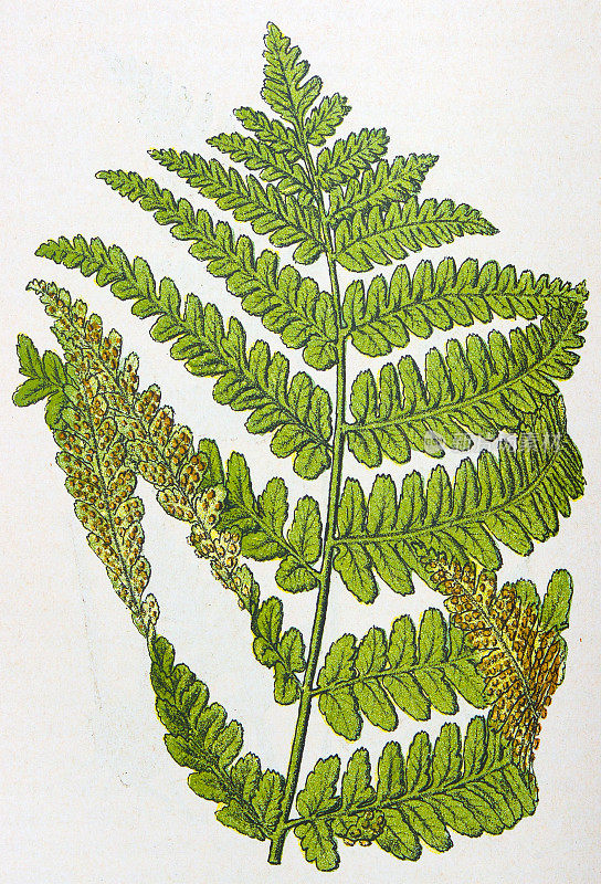 古董植物学插图:Fern女士，Asplenium filix-foemina